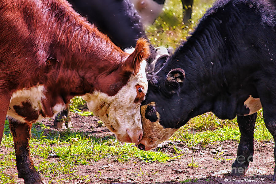 Cow Photograph - Head Boop by Catherine Melvin