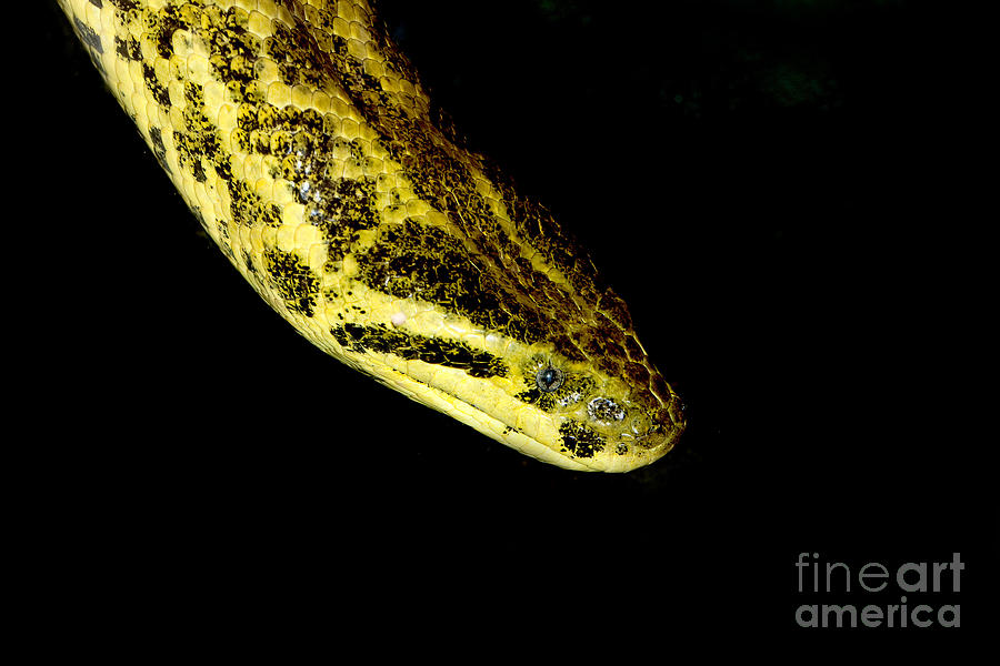 Head Close-up Of Yellow Anaconda Photograph by Gerard Lacz