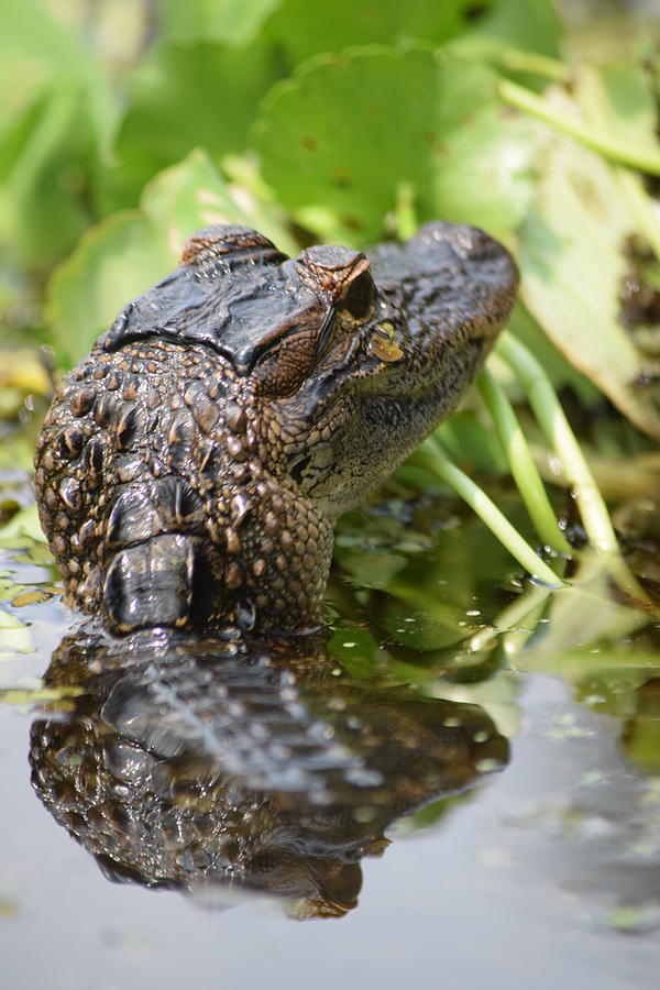 Head High Alligator Photograph by Sheri McLeroy