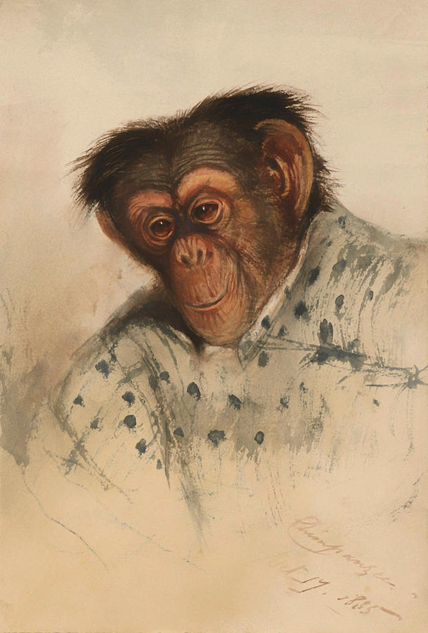 Vintage Painting - Head Of A Chimpanzee by Mountain Dreams