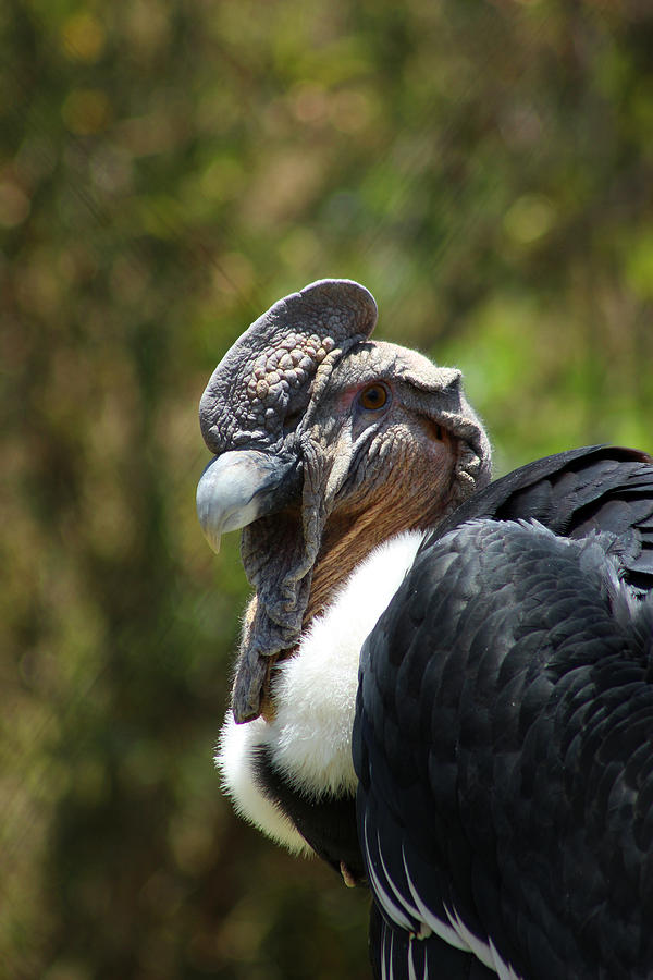 Head of a Condor Photograph by Robert Hamm