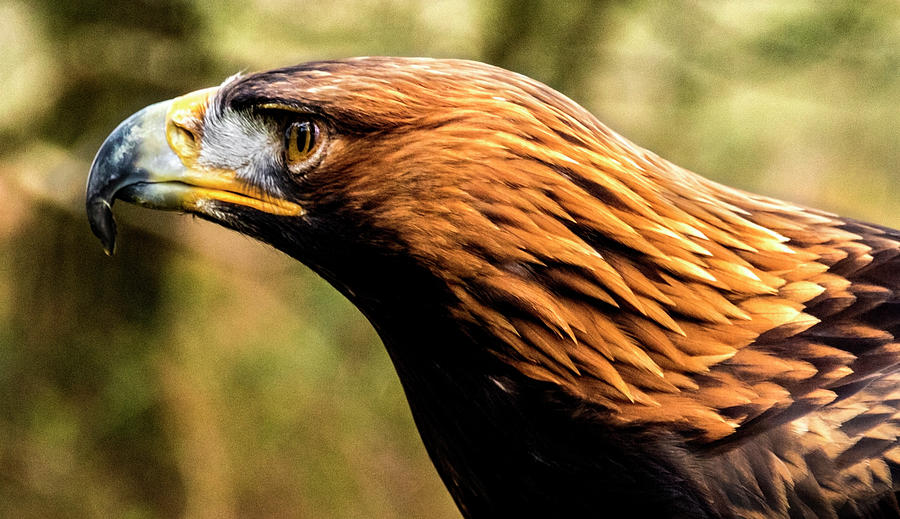 Head of a golden eagle Photograph by Ian Watts