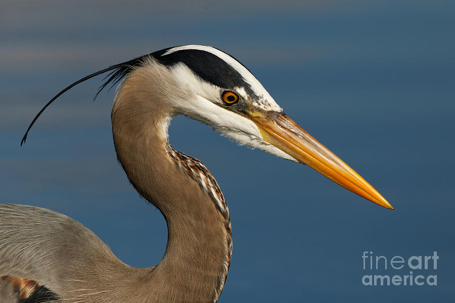 Head of a Great Blue Heron Photograph by Sue Harper