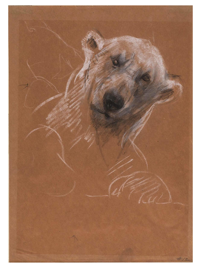 Head of a polar bear Drawing by John Macallan Swan | Fine Art America