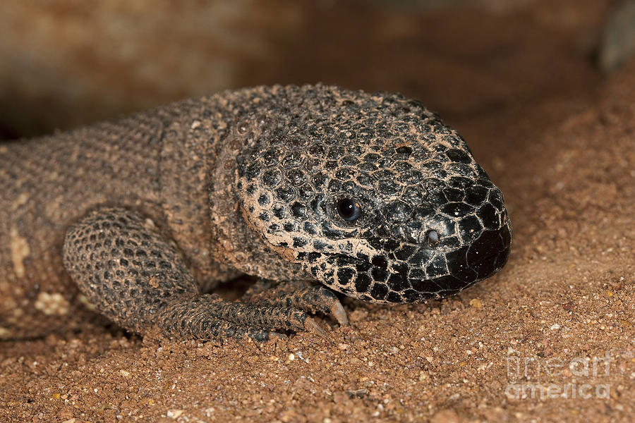 Head Of Beaded Lizard Photograph by Gerard Lacz Head Of Beaded Lizard Photograph by Gerard Lacz