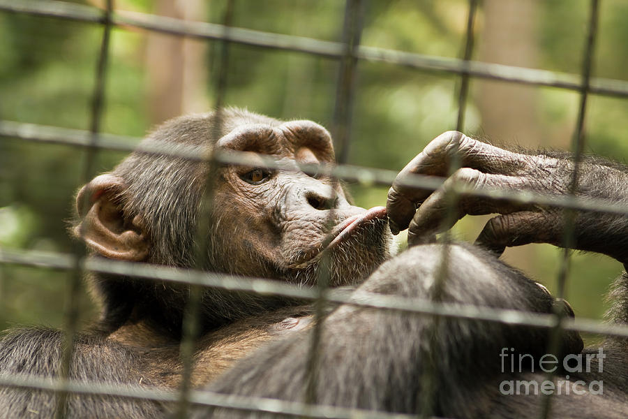 Head of chimpanzee Photograph by Irina Afonskaya