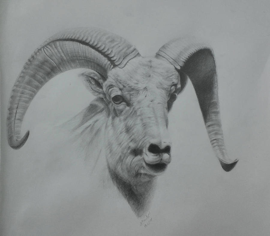 Head Of Dall Sheep Drawing by Amir Khalify - Fine Art America