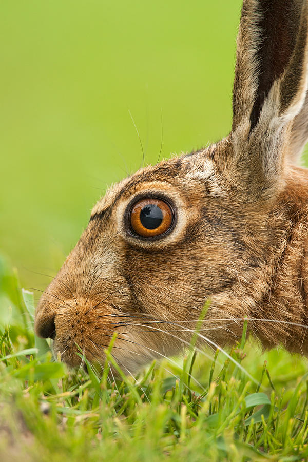 Head Of Hare Photograph by Simon Litten