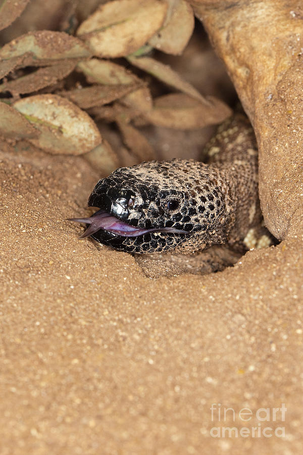 Head Of Mexican Beaded Lizard Photograph by Gerard Lacz