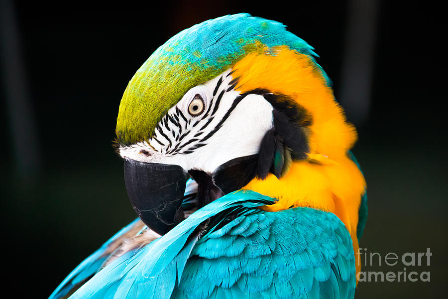 Head of parrot Photograph by Amanda Mohler