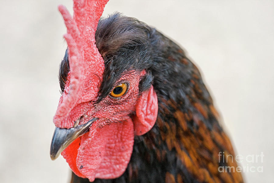 Head of rooster in close up Photograph by Patricia Hofmeester