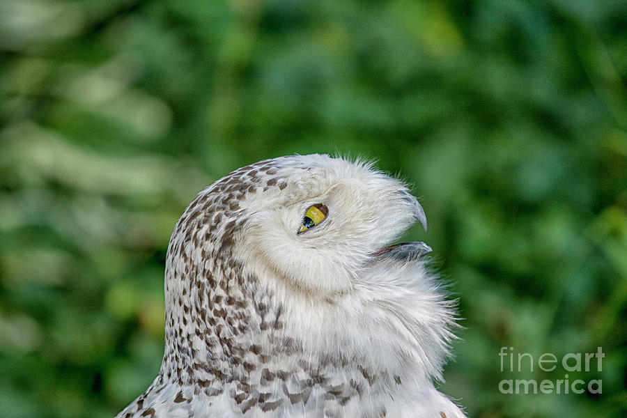 Head of snowy owl Photograph by Patricia Hofmeester