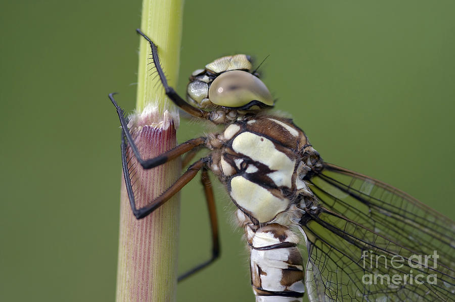Nature Photograph - Head Of The Dragonfly by Michal Boubin