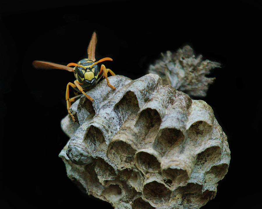 Insects Photograph - Head-on - Paper Wasp - Nest by Nikolyn McDonald