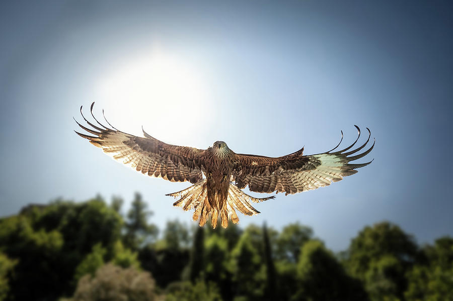 Head on view of hunting Red Kite with sunlight behind Photograph by Jon Ingall