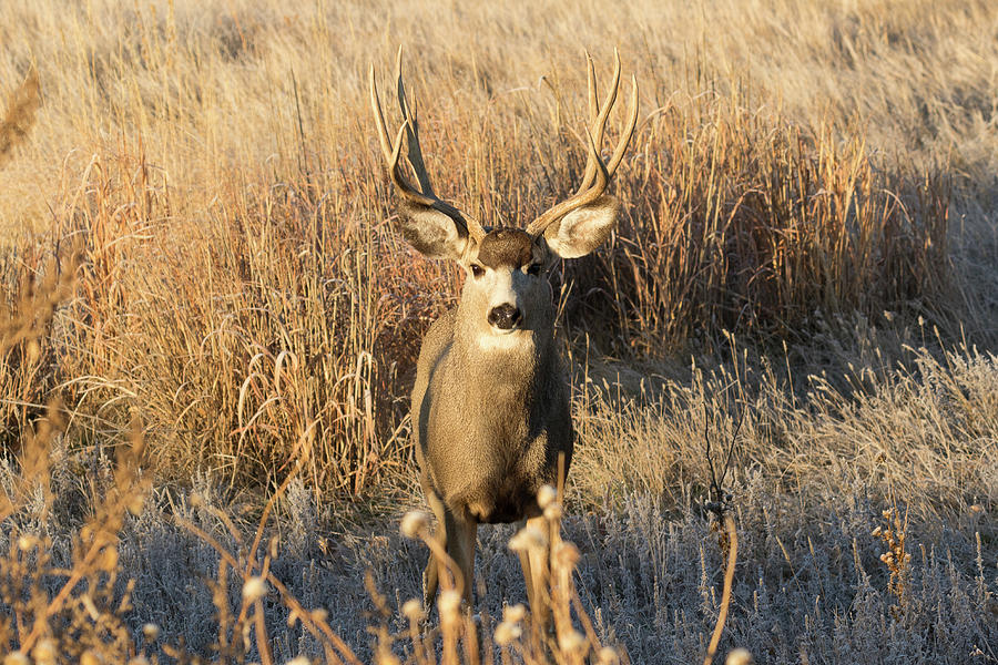 Head On With a Mule Deer Buck Photograph by Tony Hake