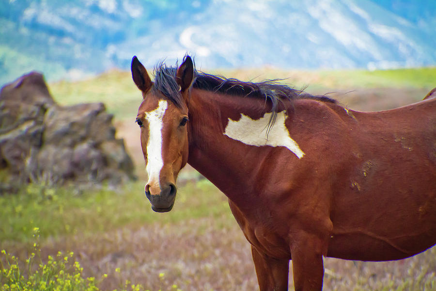 Head shot of a wild Paint Horse Photograph by Waterdancer