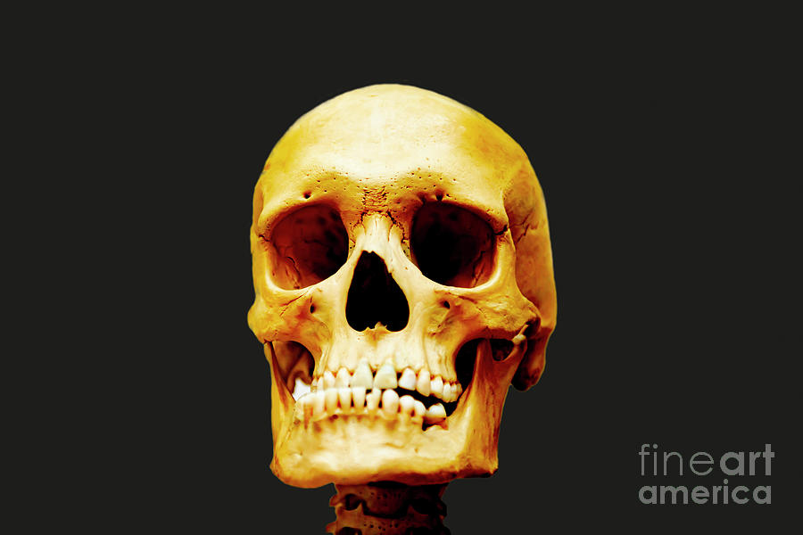 Head Skeleton Photograph by Mats Silvan