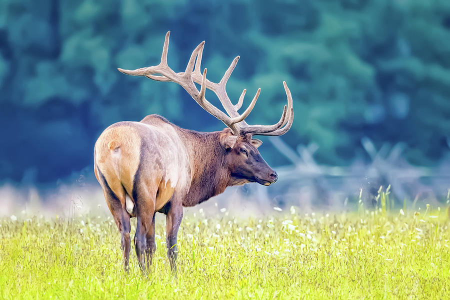 Head Turner Photograph by Todd Ryburn - Fine Art America