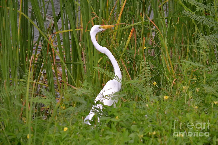 Egret Photograph - Head Up Chin Out by Carol  Bradley