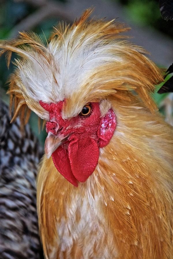 Headdress, Rooster of Arroyo Grande, California Photograph by Zayne ...