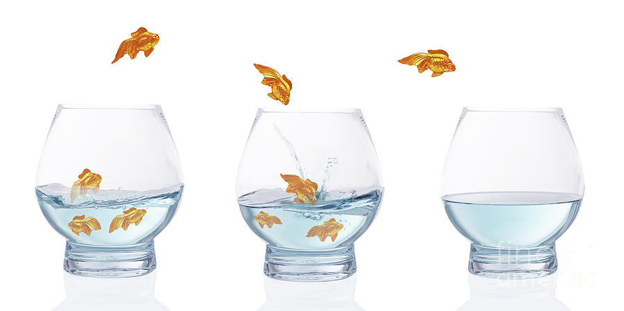 Goldfish Photograph - Heading For Calmer Waters by Amanda Elwell