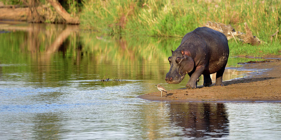 Heading For Water Photograph by Jessica McKee Demke - Fine Art America