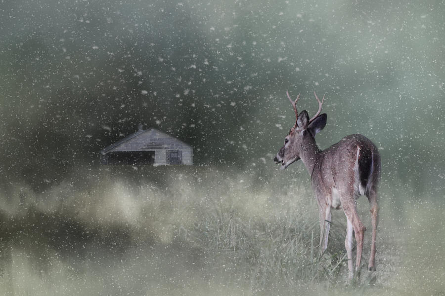 Deer Photograph - Heading Home In The First Snow by Jai Johnson