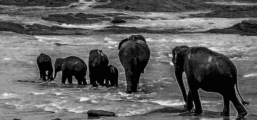 Elephant Photograph - Heading Home by Jeff Watts