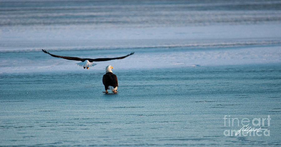 Bald Eagle Photograph - Heading Home by Bon and Jim Fillpot