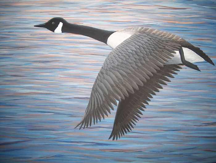 Canada Goose Painting - Heading West by Cedric Colond Canada Goose Painting - Heading West by Cedric Colond