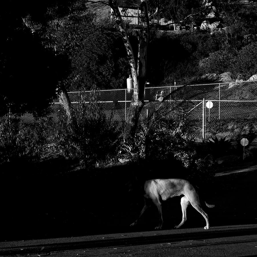 Headless Dog Photograph by Hugh Smith