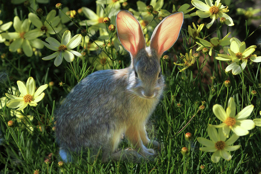 Rabbit Photograph - Headlights by Donna Kennedy