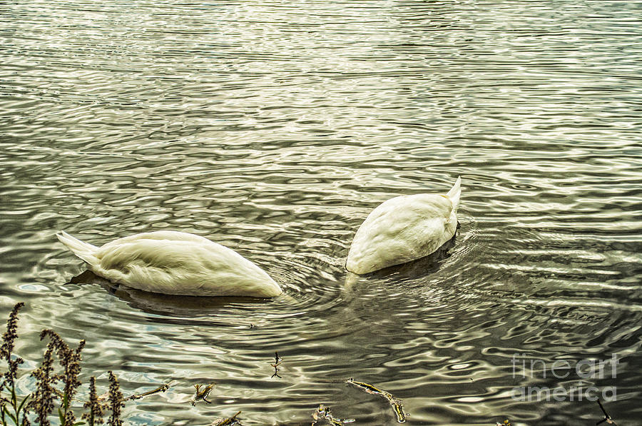 Heads In The Water Photograph by Frances Ann Hattier