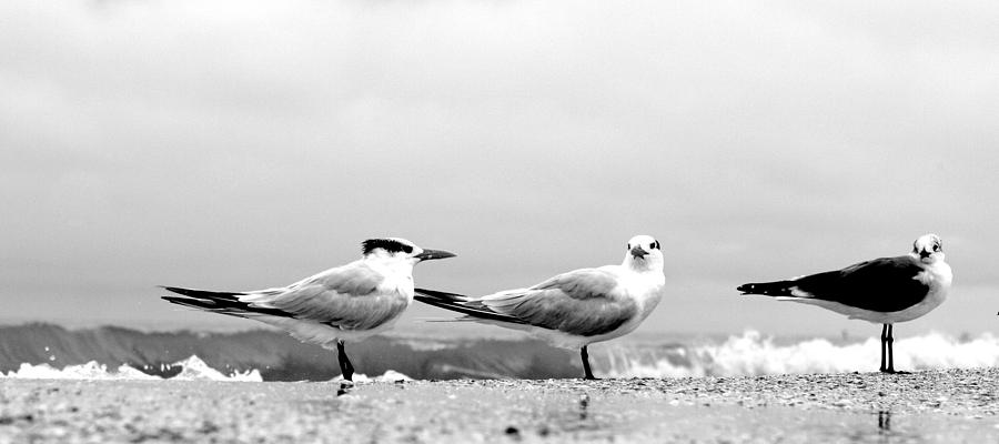 Bird Photograph - Heads Turned by David Ralph Johnson