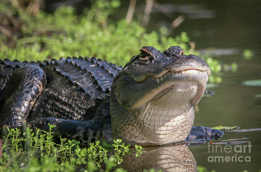 Heads-Up Gator Photograph by Tom Claud