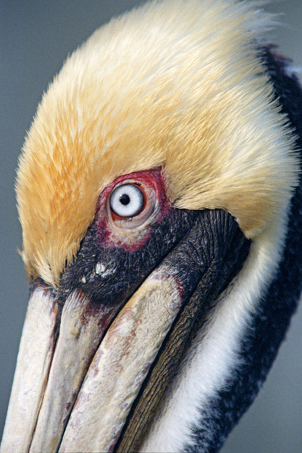 Headshot Brown Pelican Photograph by John Harmon