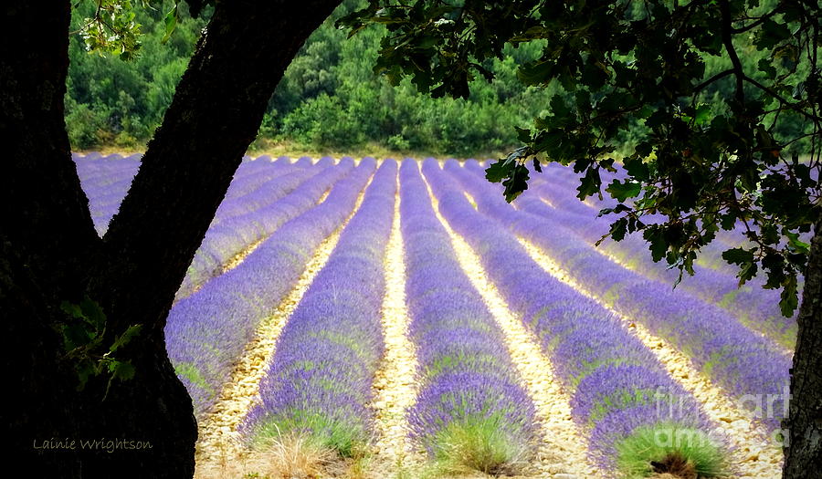 Healing Fields of Lavender Photograph by Lainie Wrightson