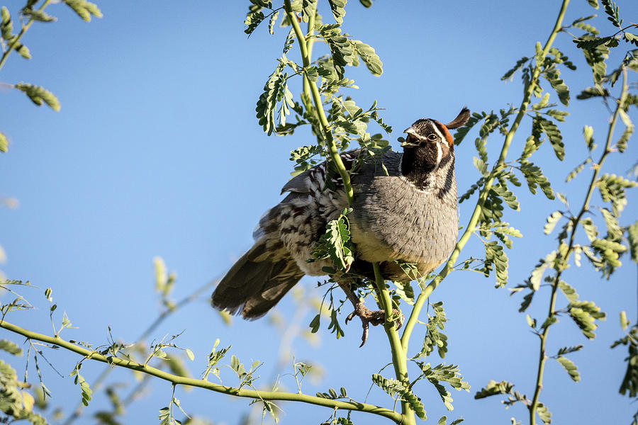 Gambel's Quail Photograph - Healthy Eating by Emily Bristor