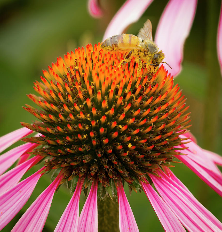 Healthy Echinacea Photograph by Jean Noren