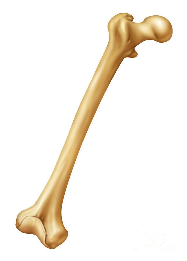 Healthy Femur, Illustration by Gwen Shockey Healthy Femur, Illustration by Gwen Shockey