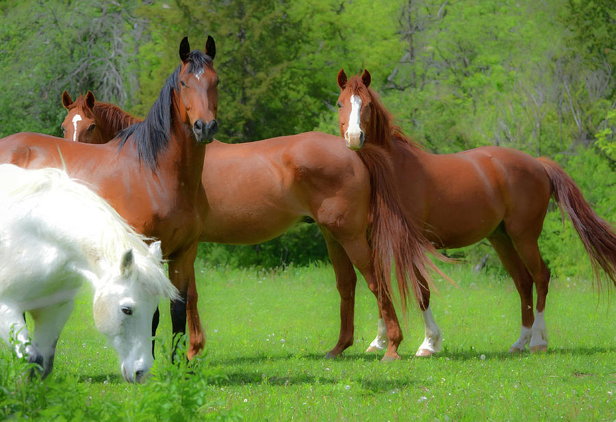 Healthy Horses Photograph by Jeffrey Hamilton - Fine Art America