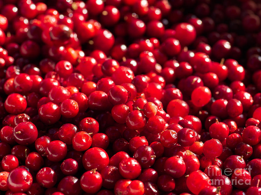 Nature Photograph - Healthy Pile of Lingonberries by Ismo Raisanen