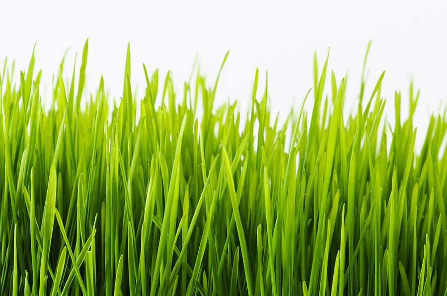 Healthy Wheatgrass Photograph