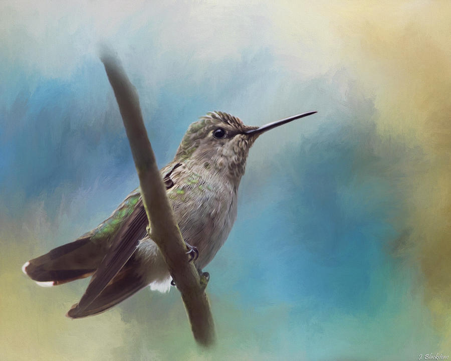 Hear Her Song - Hummingbird Art Painting by Jordan Blackstone