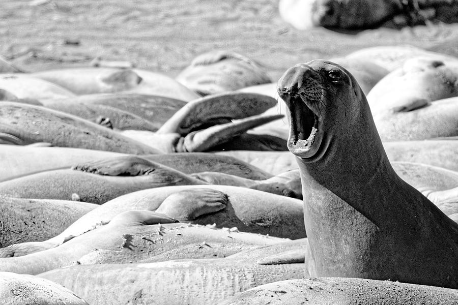 Hear Me Roar -- Female Elephant Seal at Piedras Blancas Elephant Seal Rookery, San Simeon, CA Photograph by Darin Volpe