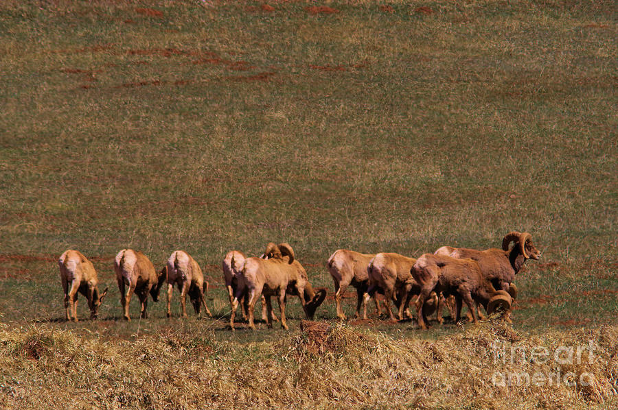 Heard of big horn sheep Photograph by Jeff Swan