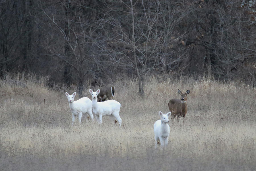 Heard of Deer Photograph by Brook Burling