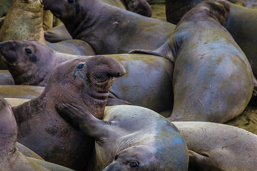 Animal Photograph - Heard Of Elephant Seals by Garry Gay