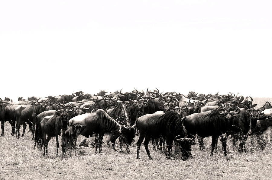 Herd of wildebeestes by Stefano Buonamici Herd of wildebeestes by Stefano Buonamici